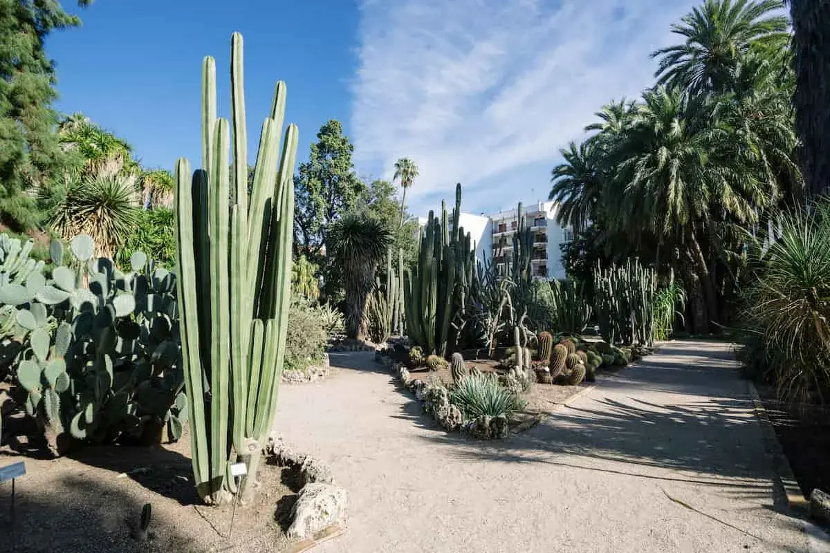 Un sendero serpentea entre cactus gigantes y palmeras en el jardín botánico de Valencia.