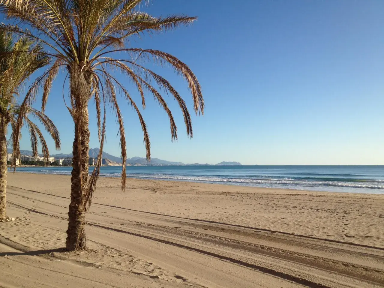 Palmeras en la playa Muchavista, con el mar azul y montañas al fondo bajo un cielo despejado.