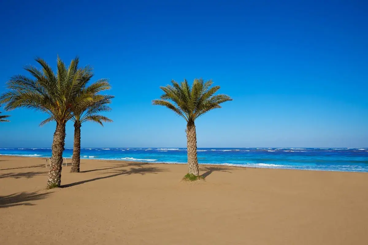 Palmeras en la playa de arena dorada de la costa Denia, con el mar azul intenso y el cielo despejado.