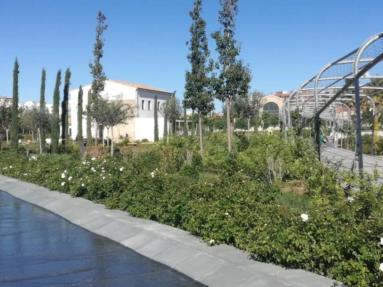 Un paseo por el parque central Valencia, con rosales en flor y un arco metálico.