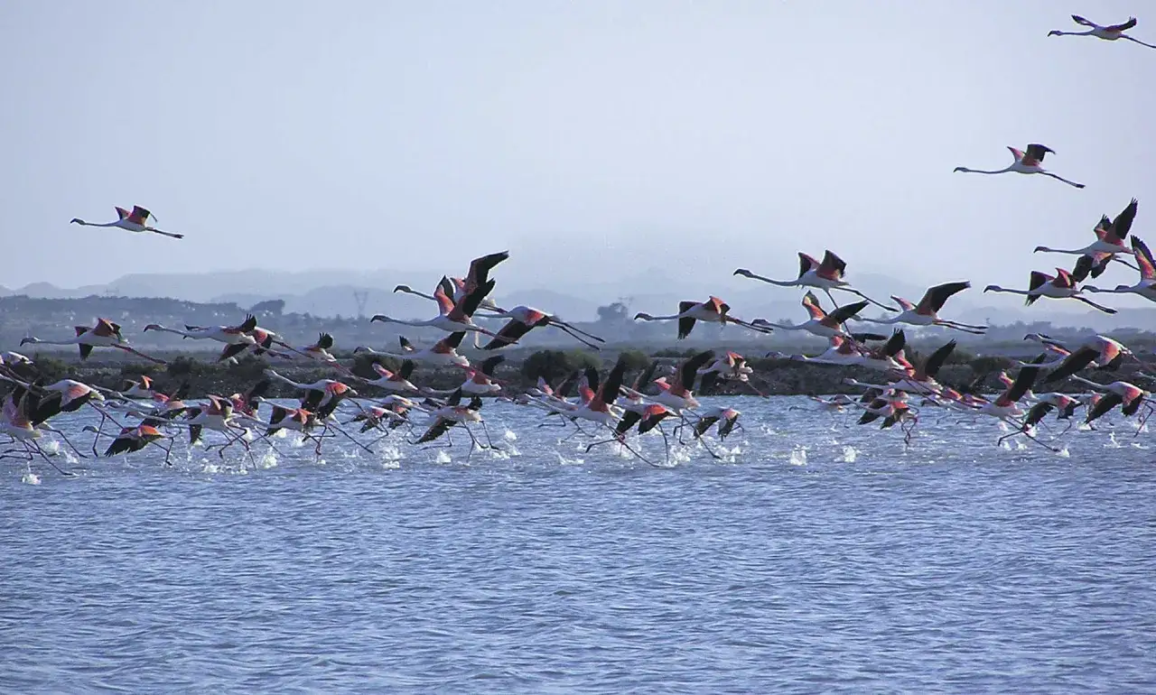 Un grupo de flamencos rosados despega del agua, sus alas extendidas en un vuelo sincronizado. Los bras del port se reflejan en el agua azul.