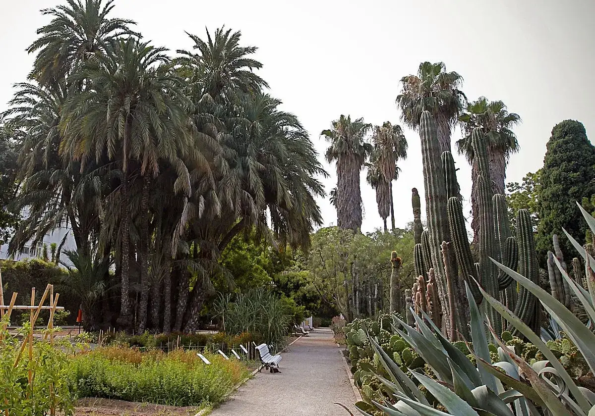 Un paseo por el jardín botánico de Valencia, con palmeras exuberantes y cactus imponentes.