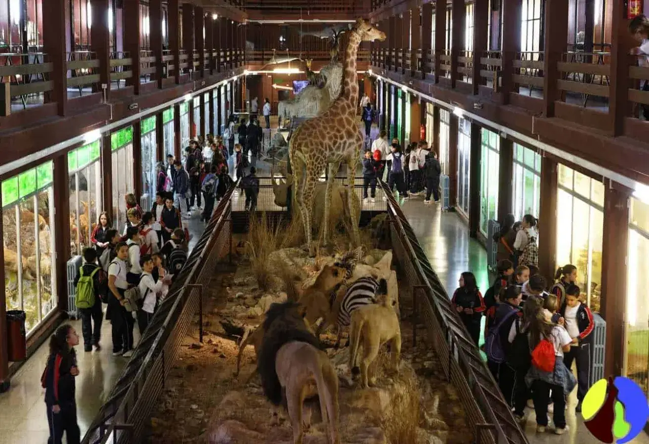 Ni&ntilde;os observan dioramas de animales en el museo ciencias naturales valencia. Jirafa, leones y cebras en exhibici&oacute;n.