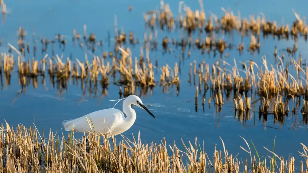 Garza blanca en el raco de l'olla, buscando alimento entre los juncos secos y el agua azul.