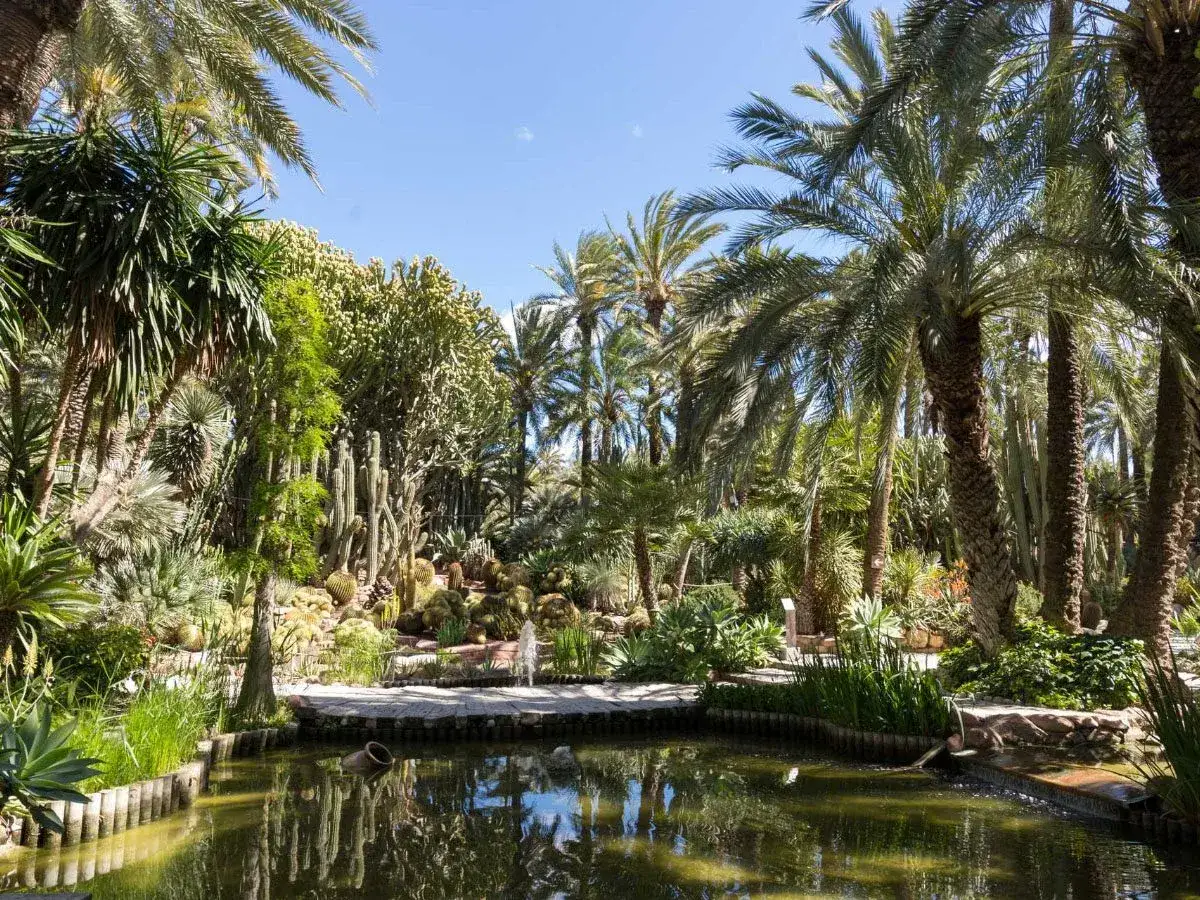 Un estanque refleja palmeras y cactus en el parque municipal Elche, un oasis de vegetación exuberante bajo un cielo azul.