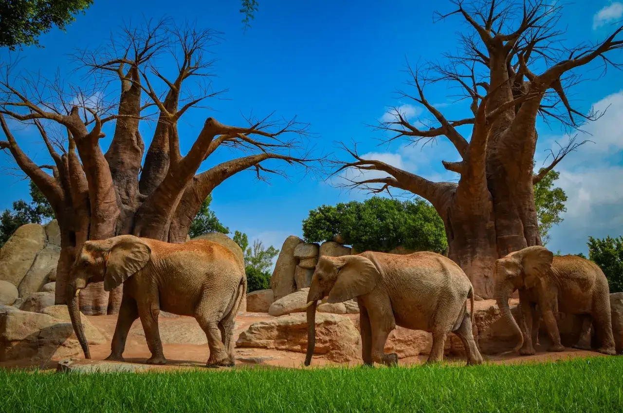 Elefantes pasean bajo baobabs en el zoo de Valencia.