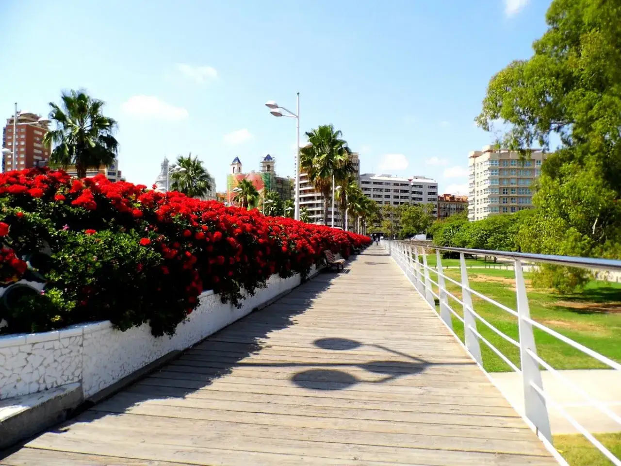 Paseo de madera bordeado de flores rojas y palmeras, con edificios modernos al fondo. Un ejemplo de los hermosos parques Valencia.