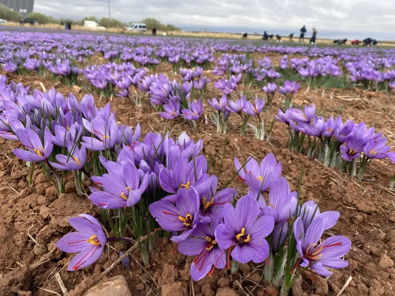 Campos de azafrán morado floreciendo, con recolectores en la distancia. Un hermoso paisaje que marca la ruta del azafrán.