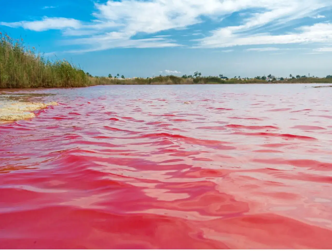 El parque natural de las lagunas de la Mata y Torrevieja muestra sus aguas rosadas bajo un cielo azul con nubes.