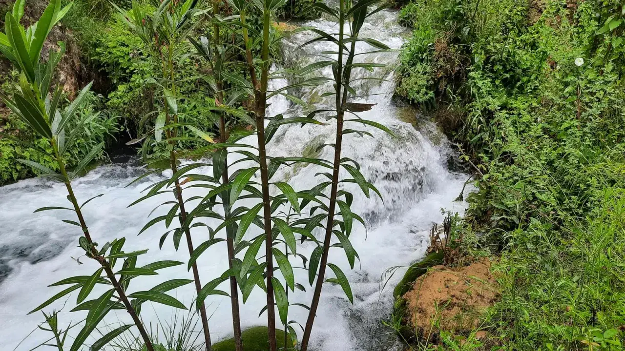 Cascada en la ruta del agua de Chelva, rodeada de vegetación exuberante y plantas verdes.
