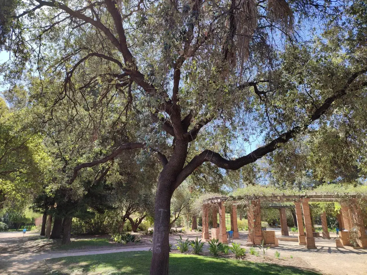 Un árbol frondoso domina la escena en el parque de Benicalap, con un pérgola de ladrillo y enredaderas al fondo.